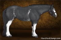 Horse Color:White Spotted Blue Roan 