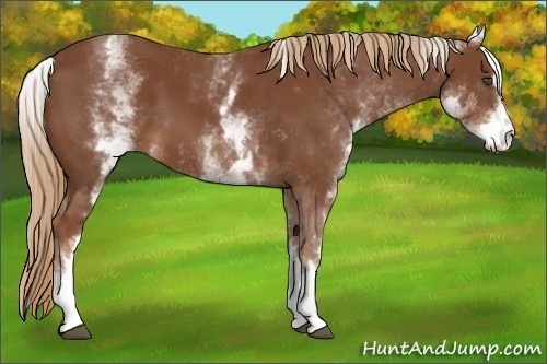 Horse Color:White Spotted Chestnut Sabino 