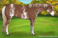 Horse Color:White Spotted Chestnut Sabino