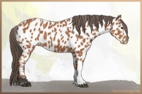 Horse Color:Bay Near Leopard