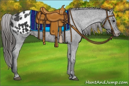 Horse Color:Black Appaloosa 