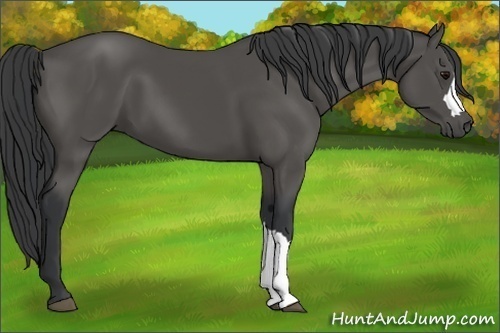 Horse Color:Black 