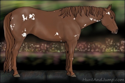 Horse Color:White Spotted Chestnut 