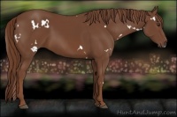 Horse Color:White Spotted Chestnut