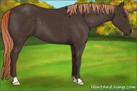Horse Color:Liver Chestnut 