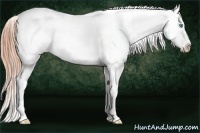 Horse Color:White Spotted Buckskin Pearl Dun Appaloosa Rabicano 