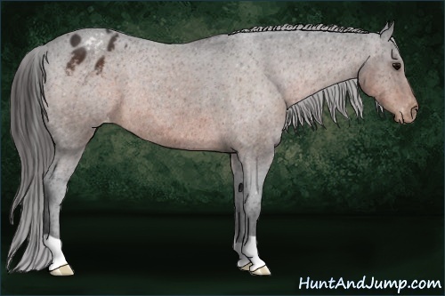 Horse Color:Brown Varnish Rabicano