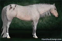 Horse Color:Brown Varnish Rabicano 