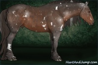 Horse Color:White Spotted Liver Chestnut Rabicano 