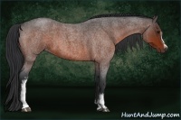 Horse Color:White Spotted Bay Roan 