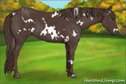 Horse Color:White Spotted Liver Chestnut 