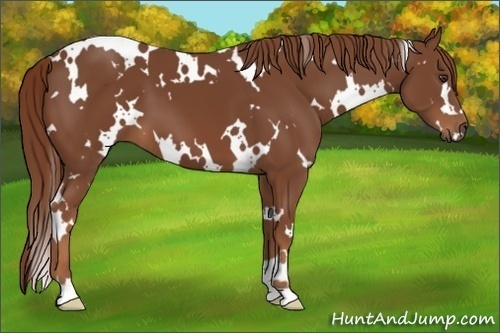 Horse Color:White Spotted Chestnut 