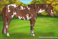 Horse Color:White Spotted Chestnut