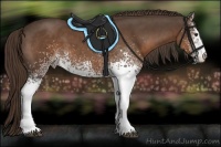Horse Color:White Spotted Liver Chestnut Sabino 
