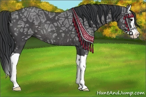 Horse Color:Black Ice Splash Rabicano