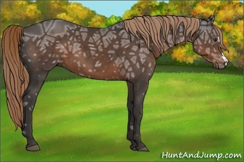 Horse Color:Liver Chestnut Ice 