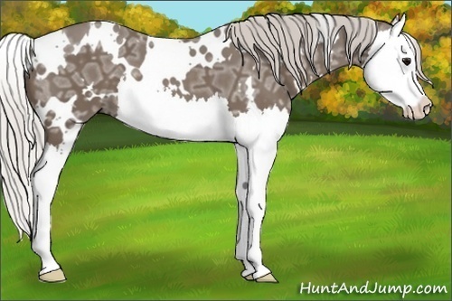 Horse Color:White Spotted Silver Smoky Black Ice Splash 