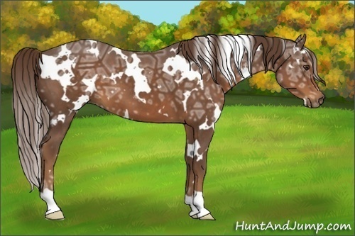 Horse Color:White Spotted Liver Chestnut Ice 