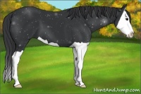 Horse Color:Black Splash
