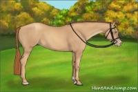 Horse Color:Gold Champagne 