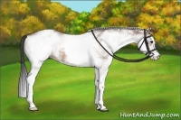 Horse Color:White Spotted Bay 