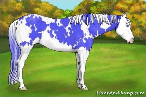 Horse Color:Watercolor White Spotted Blue Roan Splash 