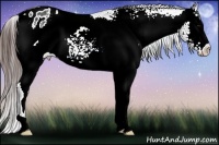 Horse Color:White Spotted Brown Varnish Rabicano 