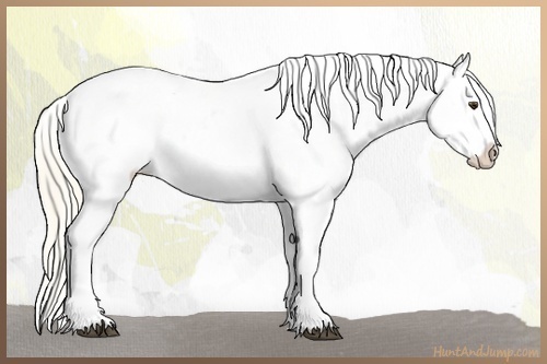 Horse Color:Palomino Near Leopard 