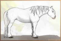 Horse Color:Palomino Appaloosa