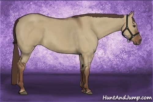Horse Color:Liver Red Dun Roan 
