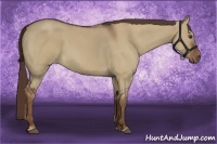 Horse Color:Liver Red Dun Roan 