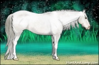 Horse Color:Liver Chestnut Appaloosa 