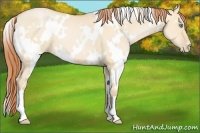 Horse Color:White Spotted Buckskin Pearl Dun