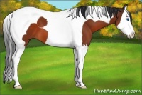 Horse Color:Bay Splash Tobiano