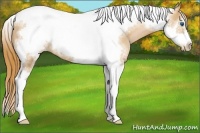 Horse Color:Chestnut Pearl Sabino Tobiano Frame