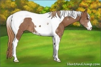 Horse Color:Chestnut Sabino Tobiano 