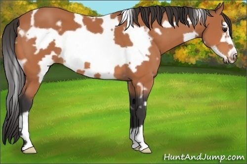 Horse Color:White Spotted Bay Frame