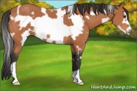 Horse Color:White Spotted Bay Frame 