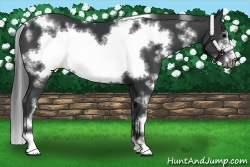 Horse Color:White Spotted Black Sabino Frame 