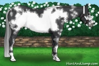 Horse Color:White Spotted Black Sabino Frame 
