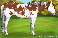 Horse Color:White Spotted Bay Sabino Splash