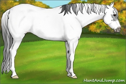 Horse Color:Black Sabino Frame