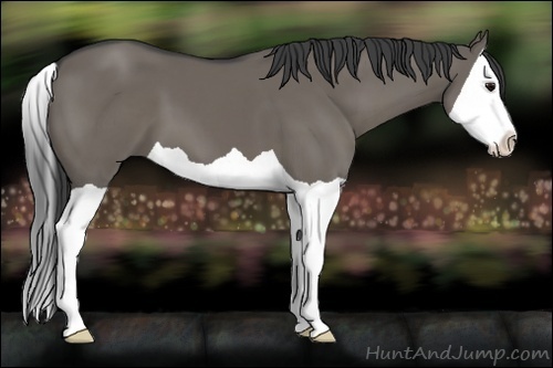 Horse Color:Smoky Grullo Splash 
