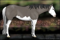 Horse Color:Smoky Grullo Splash