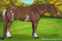 Horse Color:White Spotted Chestnut Sabino