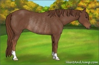 Horse Color:Chestnut Rabicano 