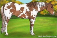Horse Color:White Spotted Chestnut 