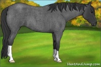 Horse Color:Blue Roan 
