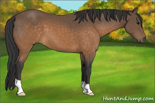 Horse Color:Buckskin 