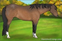 Horse Color:Buckskin 